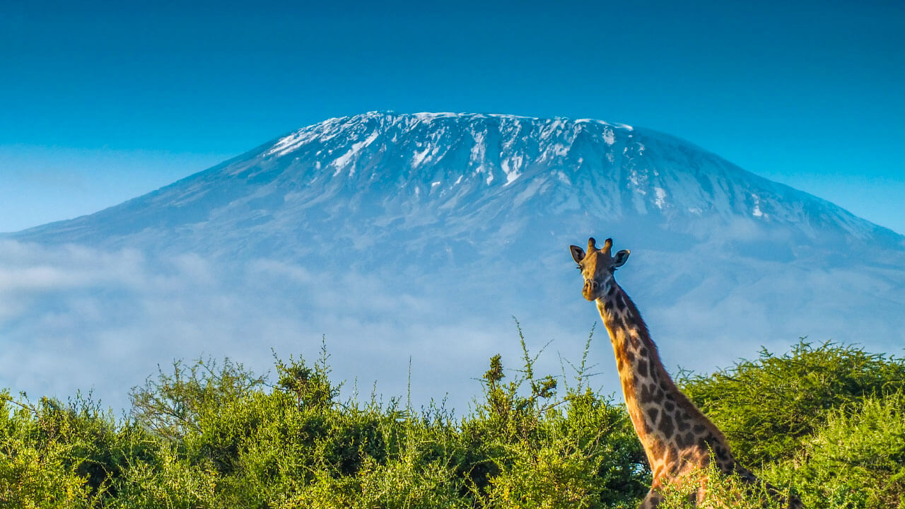 kilimanjaro